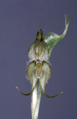 APII jpeg image of Pterostylis ciliata  © contact APII