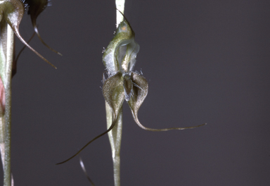 APII jpeg image of Pterostylis ciliata  © contact APII