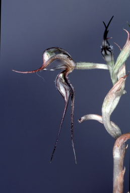 APII jpeg image of Pterostylis despectans  © contact APII