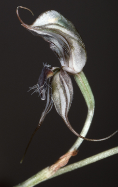 APII jpeg image of Pterostylis  © contact APII