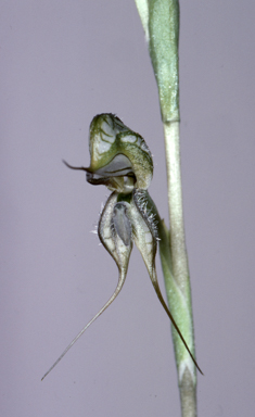 APII jpeg image of Pterostylis excelsa  © contact APII