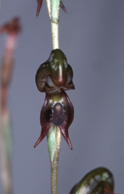 APII jpeg image of Pterostylis rufa  © contact APII