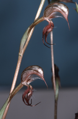 APII jpeg image of Pterostylis hamata  © contact APII