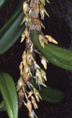 APII jpeg image of Oxysepala shepherdii  © contact APII