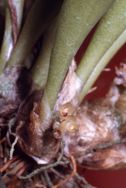 APII jpeg image of Eria irukaudjiana  © contact APII