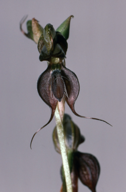 APII jpeg image of Pterostylis lingua  © contact APII