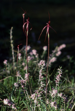 APII jpeg image of Caladenia branwhitei  © contact APII