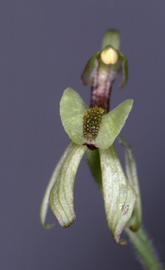 APII jpeg image of Caladenia bryceana  © contact APII