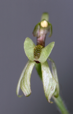APII jpeg image of Caladenia bryceana  © contact APII