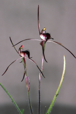 APII jpeg image of Caladenia caudata  © contact APII