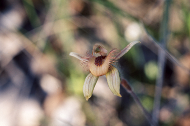 APII jpeg image of Caladenia discoidea  © contact APII