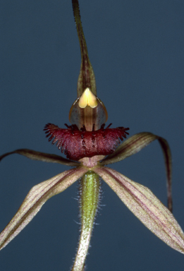 APII jpeg image of Caladenia patersonii  © contact APII