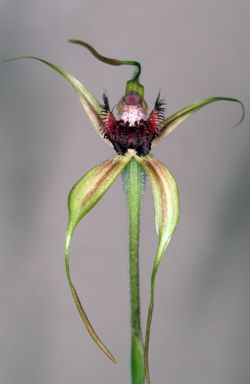 APII jpeg image of Caladenia pectinata  © contact APII