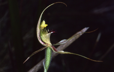 APII jpeg image of Caladenia phaeoclavia  © contact APII