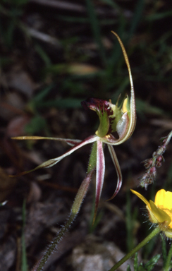 APII jpeg image of Caladenia phaeoclavia  © contact APII