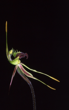 APII jpeg image of Caladenia septuosa  © contact APII