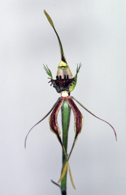 APII jpeg image of Caladenia septuosa  © contact APII