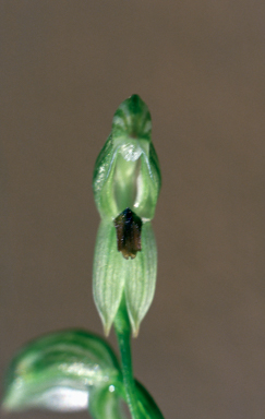 APII jpeg image of Pterostylis tunstallii  © contact APII