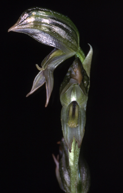 APII jpeg image of Pterostylis chlorogramma  © contact APII