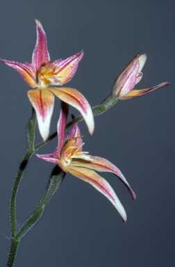 APII jpeg image of Caladenia flava x latifolia  © contact APII