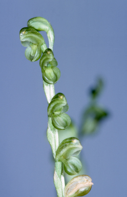 APII jpeg image of Pterostylis mutica  © contact APII