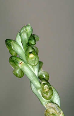 APII jpeg image of Pterostylis wapstrarum  © contact APII