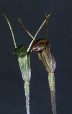 APII jpeg image of Pterostylis nana  © contact APII