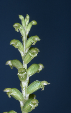 APII jpeg image of Microtis arenaria  © contact APII