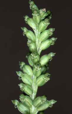 APII jpeg image of Microtis frutetorum  © contact APII