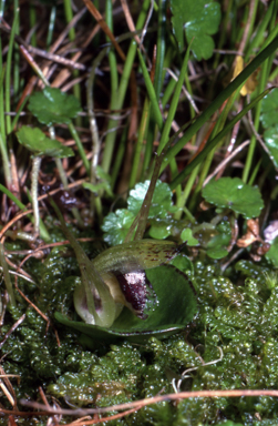 APII jpeg image of Corybas dienemus  © contact APII