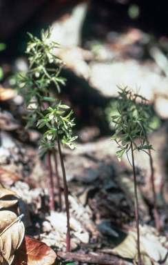 APII jpeg image of Nervilia aragoana  © contact APII