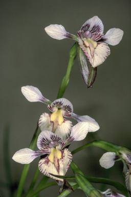 APII jpeg image of Diuris venosa  © contact APII