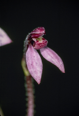 APII jpeg image of Eriochilus tenuis  © contact APII