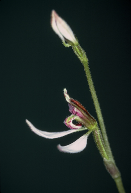 APII jpeg image of Eriochilus autumnalis  © contact APII