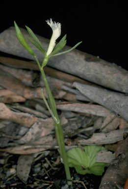 APII jpeg image of Nervilia crociformis  © contact APII