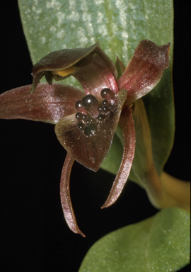 APII jpeg image of Chiloglottis gunnii  © contact APII