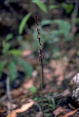 APII jpeg image of Prasophyllum triangulare  © contact APII