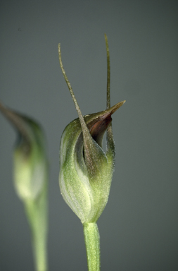 APII jpeg image of Pterostylis pedunculata  © contact APII