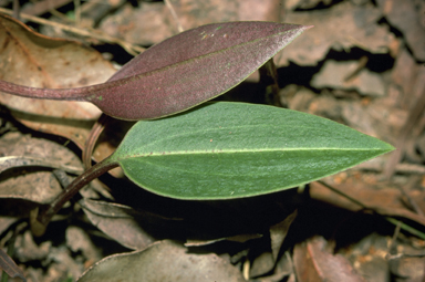 APII jpeg image of Cryptostylis leptochila  © contact APII