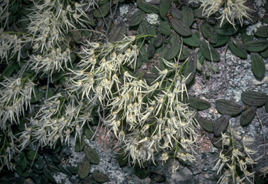 APII jpeg image of Dockrillia linguiformis  © contact APII