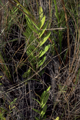 APII jpeg image of Bromheadia pulchra,<br/>Erythrorchis cassythoides  © contact APII