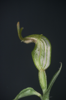 APII jpeg image of Petrorchis bicornis  © contact APII