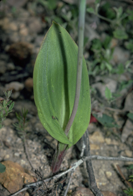 APII jpeg image of Thelymitra crinita  © contact APII