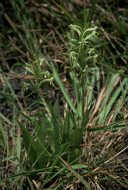 APII jpeg image of Habenaria elongata  © contact APII