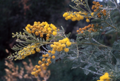 APII jpeg image of Acacia leucoclada subsp. argentifolia  © contact APII
