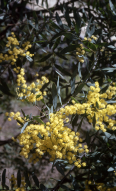 APII jpeg image of Acacia prominens  © contact APII