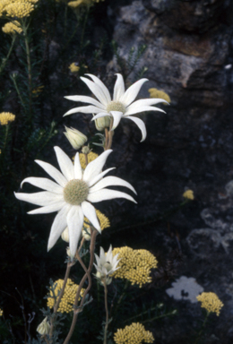 APII jpeg image of Actinotus helianthi  © contact APII