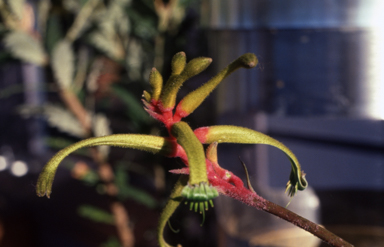 APII jpeg image of Anigozanthos bicolor  © contact APII