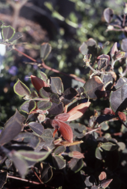 APII jpeg image of Gastrolobium praemorsum  © contact APII