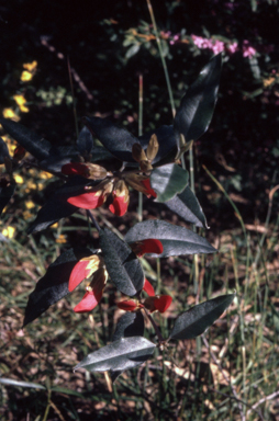 APII jpeg image of Gastrolobium celsianum  © contact APII